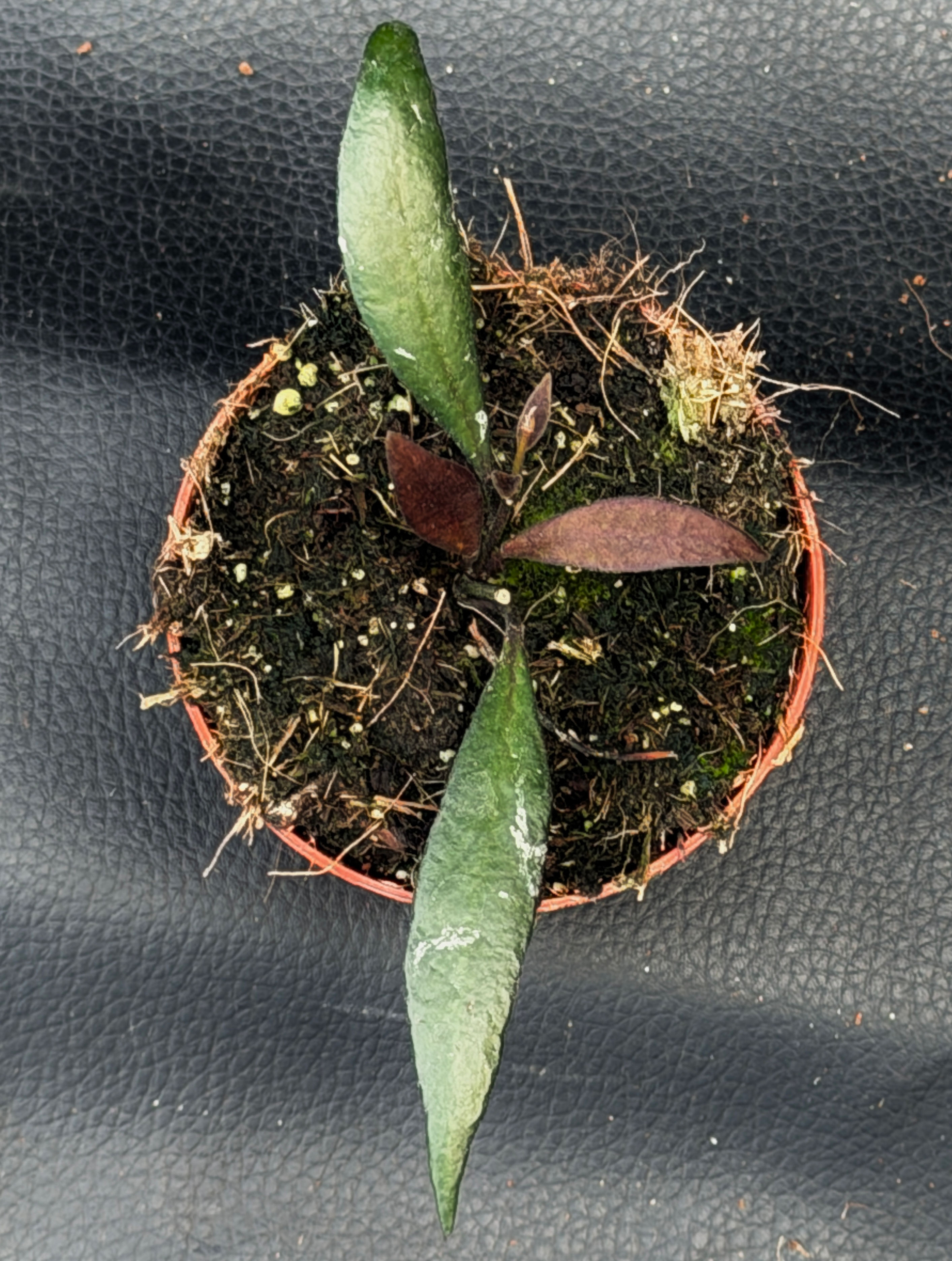 HOYA RED MOON