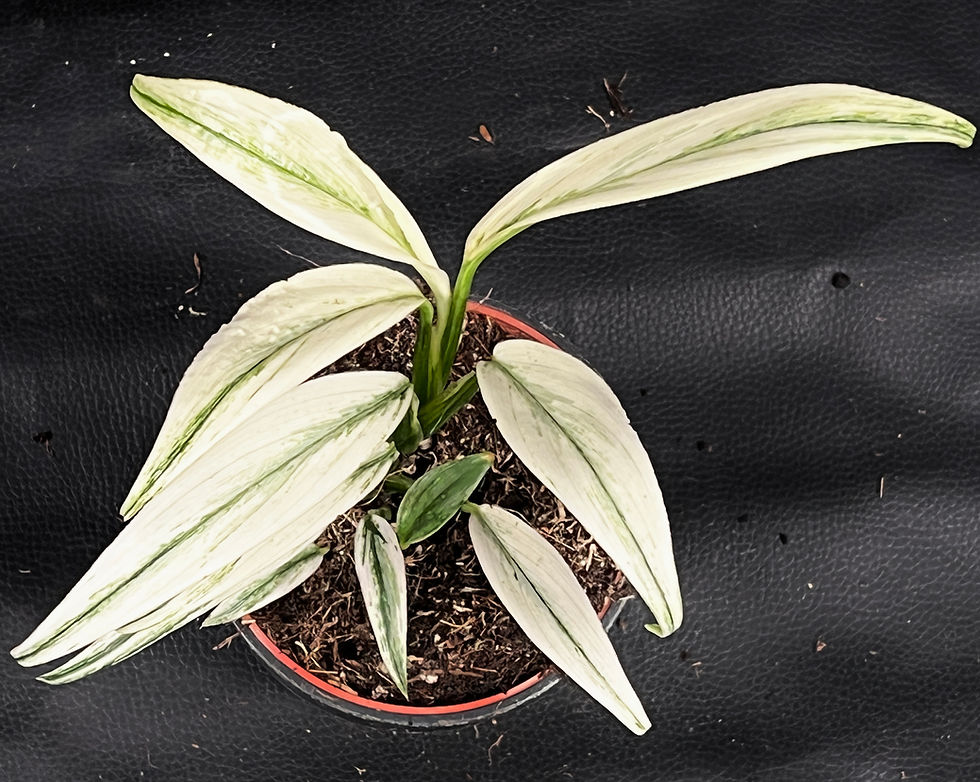 Miniatura: EPIPREMNUM AMPLISSIMUM WHITE VARIEGATA
