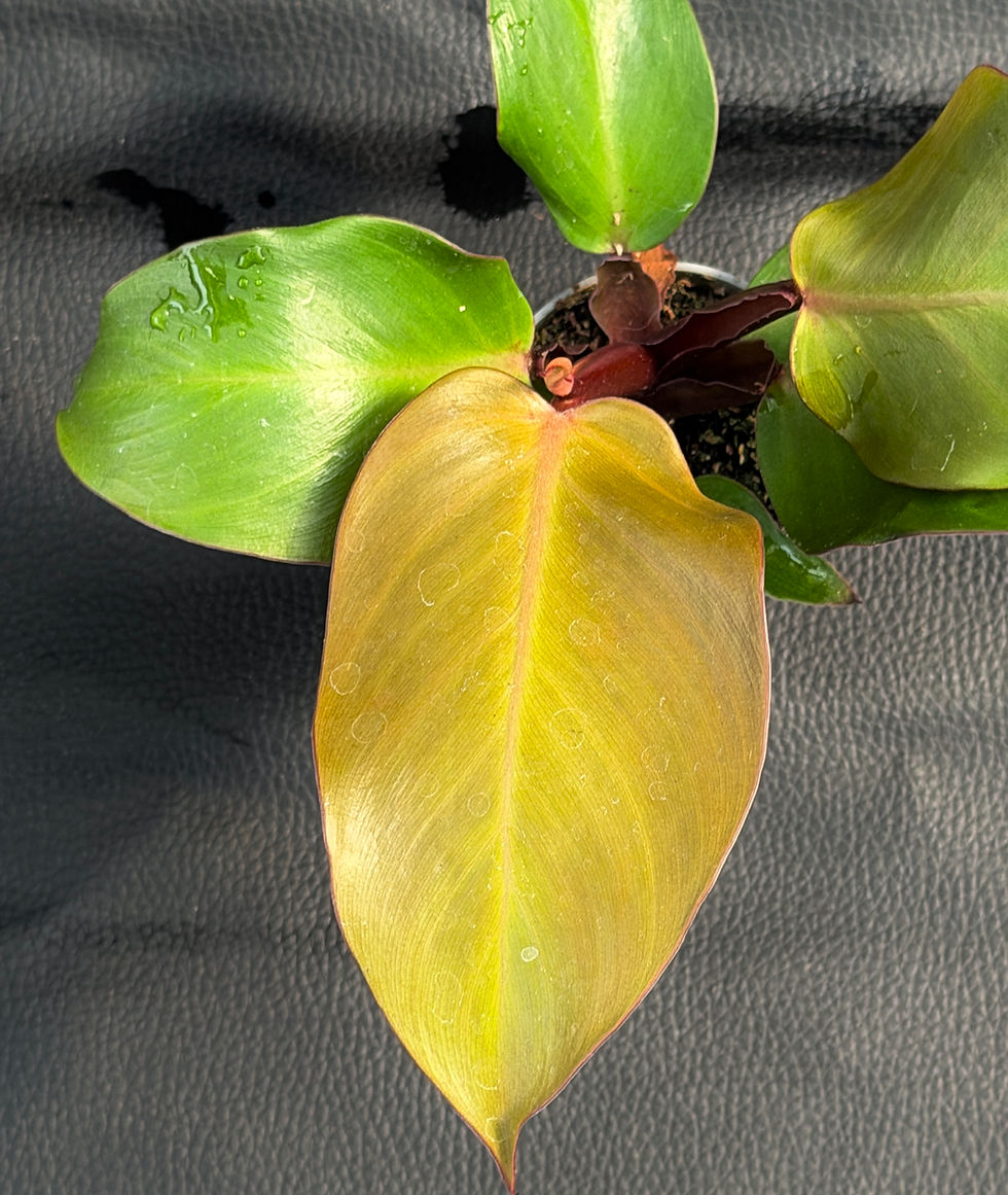 Miniaturbild: PHILODENDRON RED SUN BABY