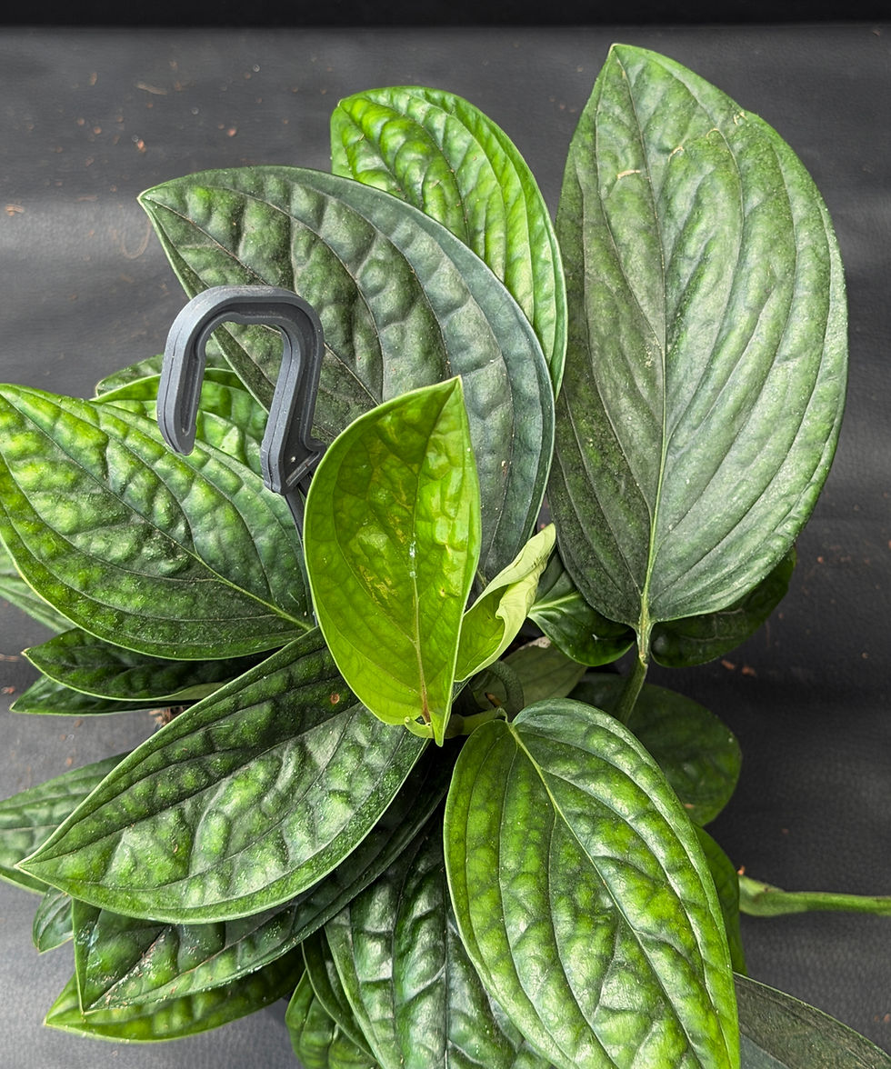 Miniatura: MONSTERA PERU' LARGE BASKET