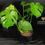 Miniatura: MONSTERA DELICIOSA XL