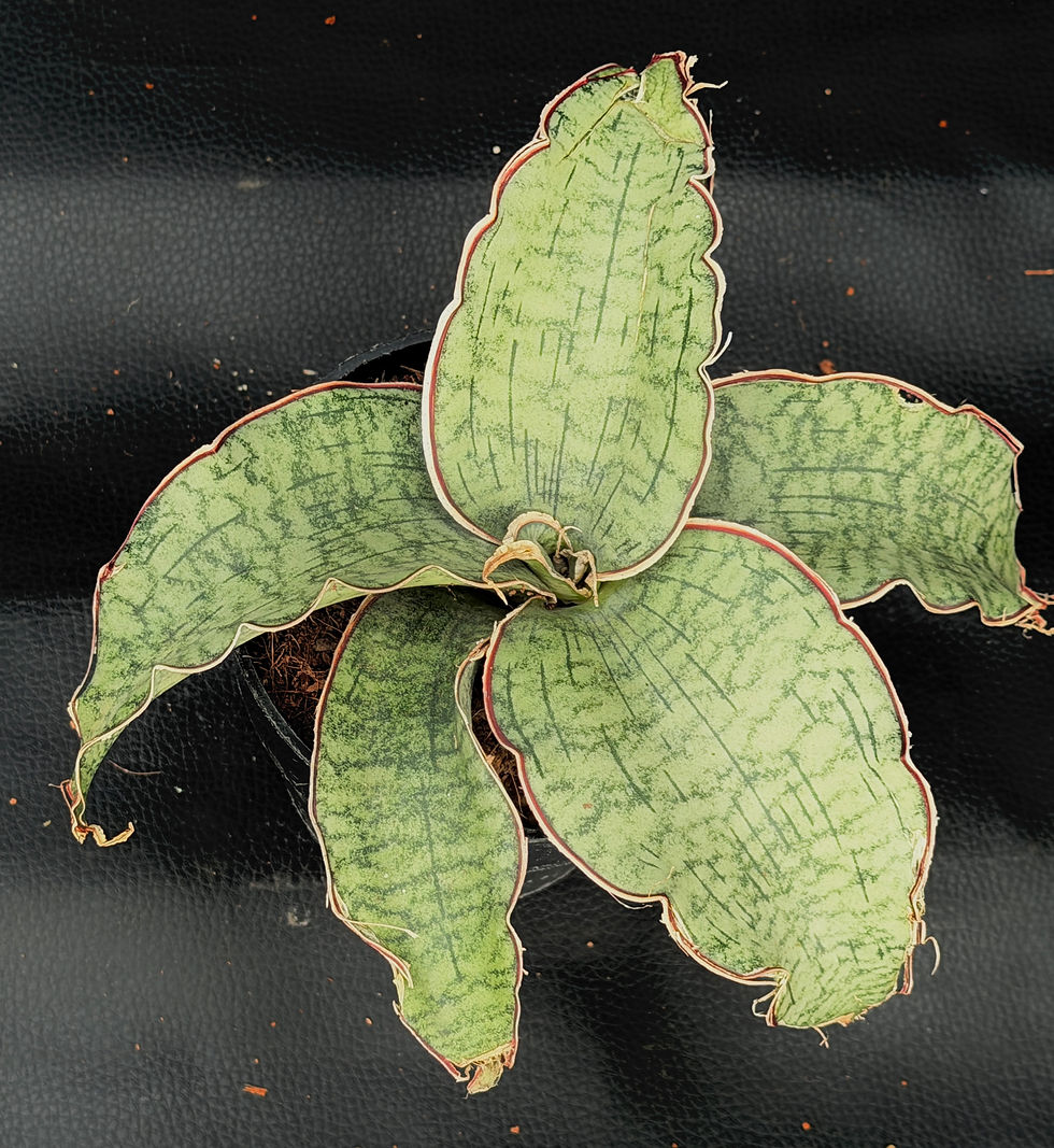 Miniatura: SANSEVERIA KIRKII SILVER BLUE