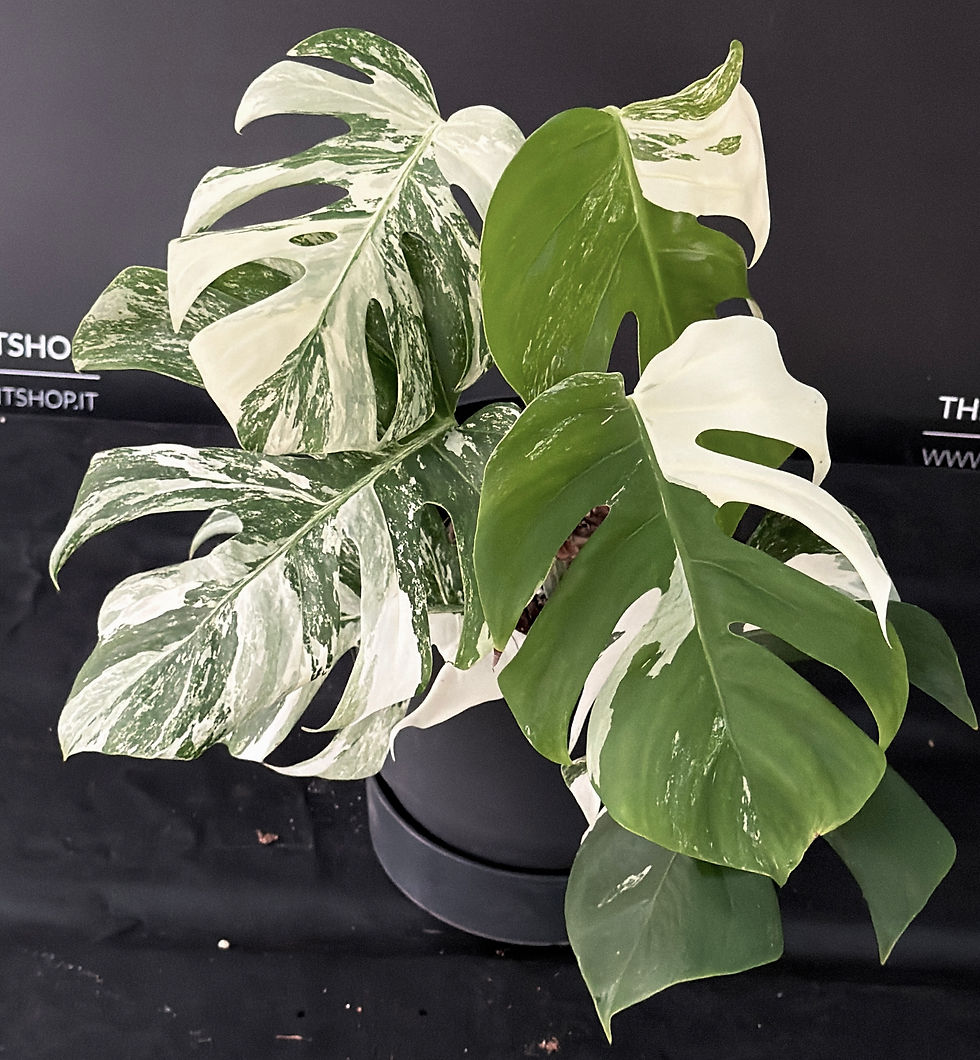 Miniatura: MONSTERA ALBO VARIEGATA SUPER WHITE  XL12