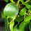 Miniatura: PILEA PEPEROMIOIDES XL
