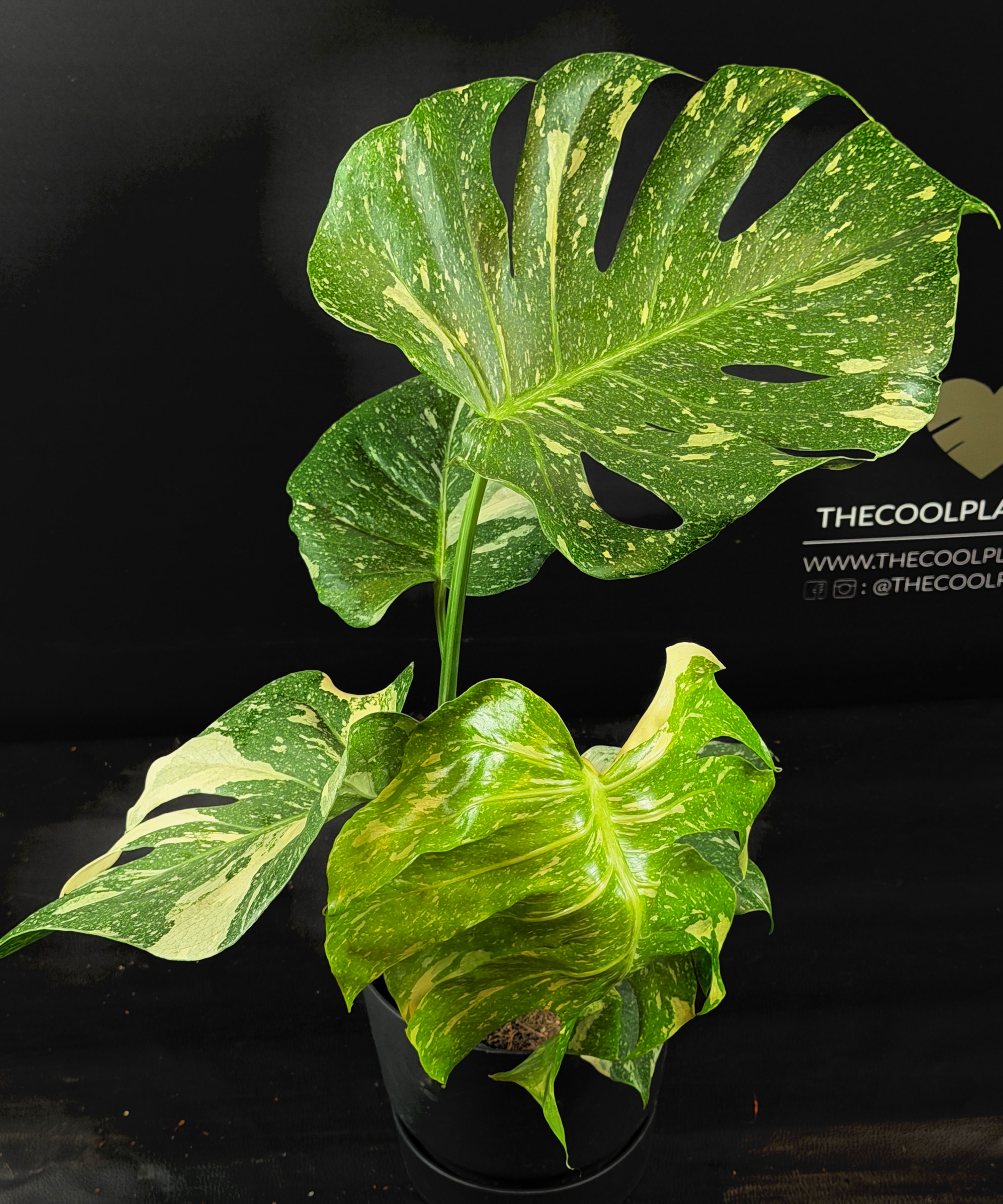 MONSTERA THAI CONSTELLATION LARGE 5