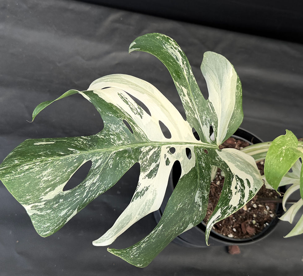 Miniatura: MONSTERA ALBO VARIEGATA SUPER WHITE XL2
