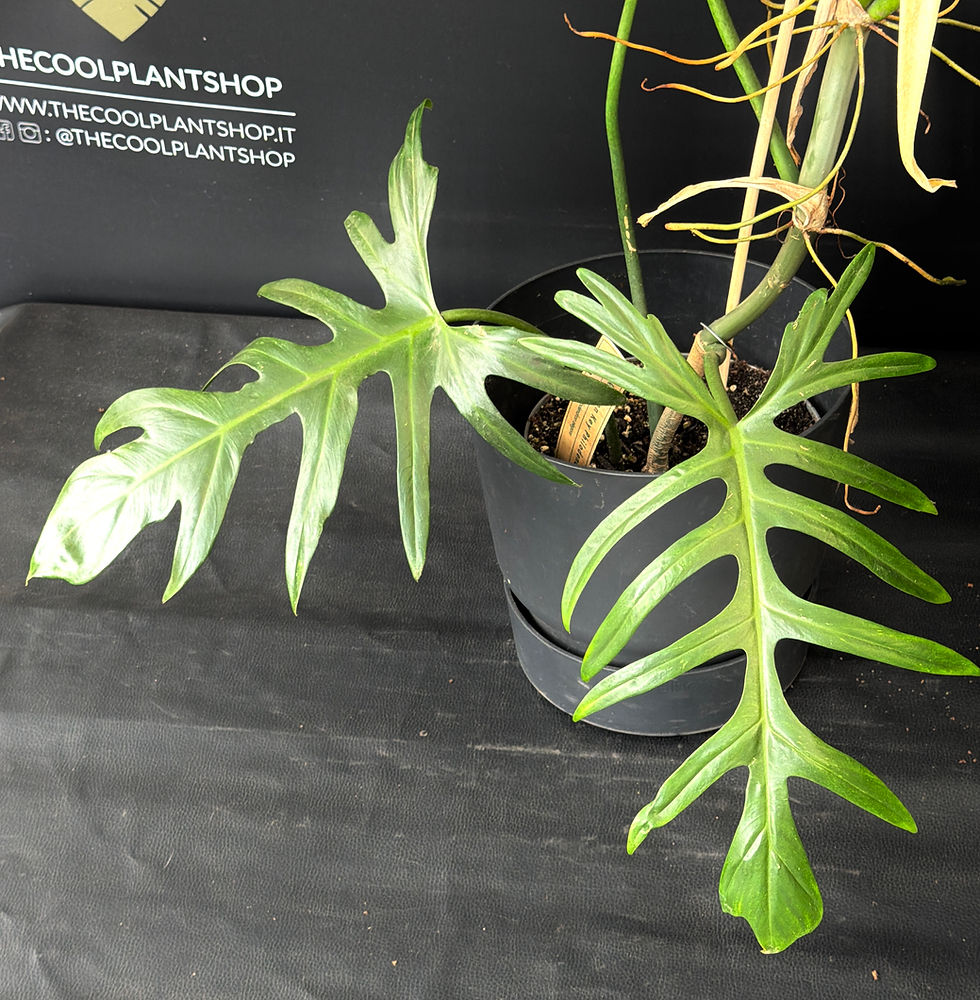Miniatura: PHILODENDRON ELEGANS GIANT 2