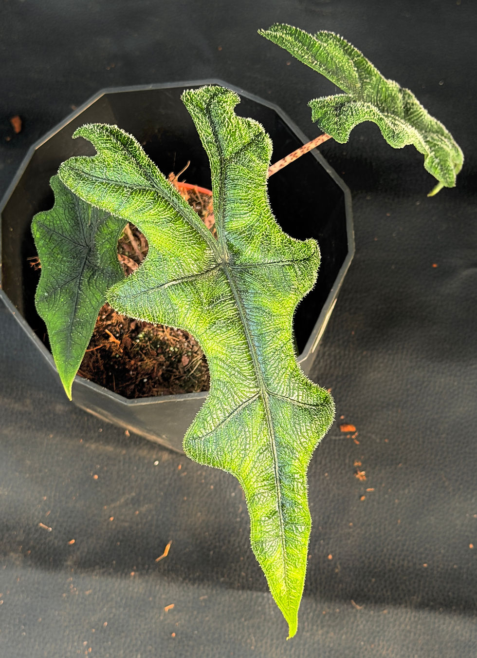 Miniatura: ALOCASIA JACKLYN