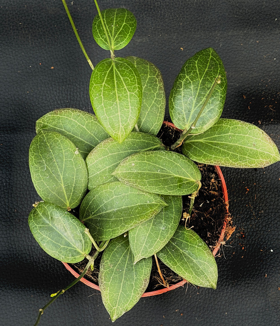 Miniatura: HOYA FITCHII X