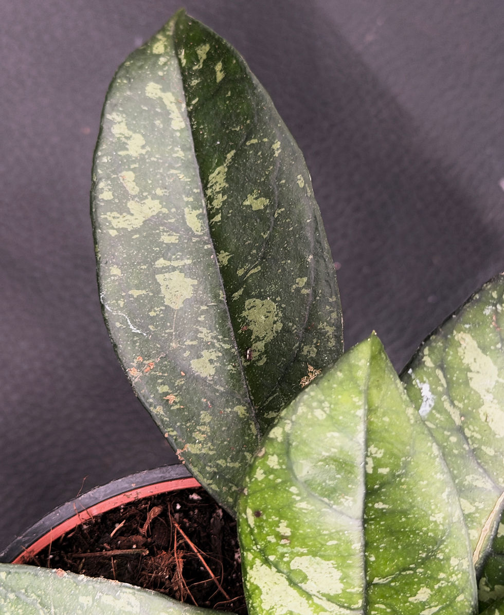 Miniatura: HOYA CRASSIPETIOLATA SPLASH