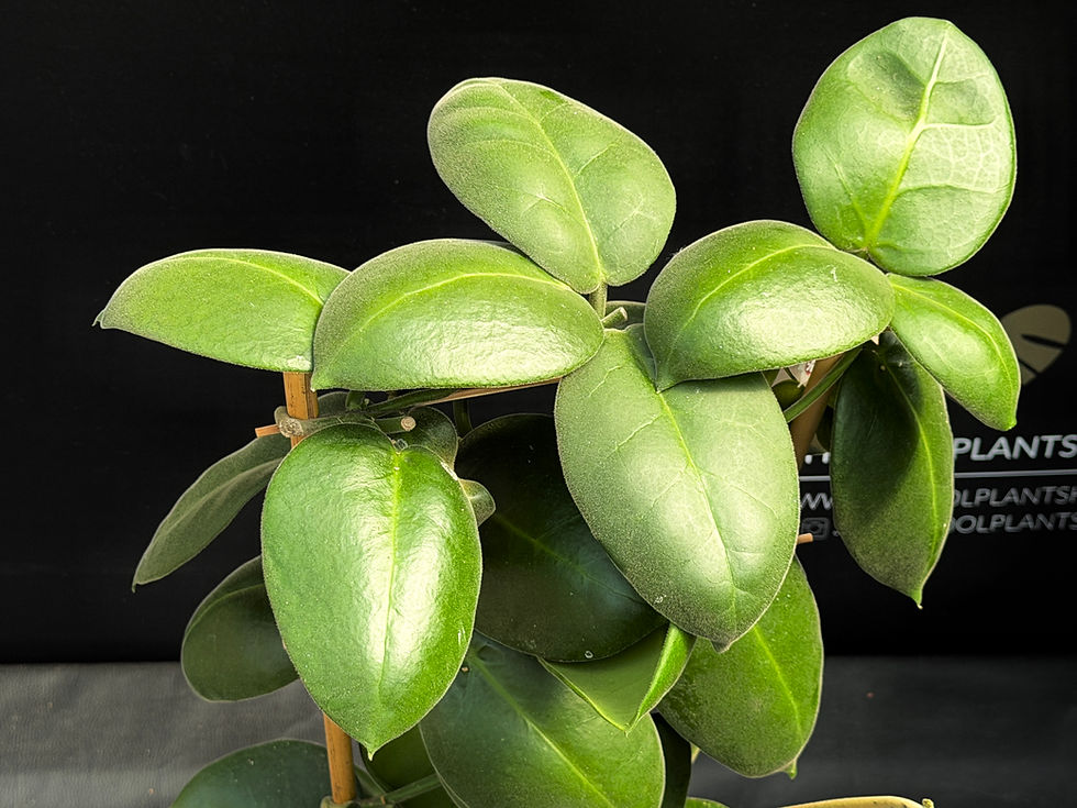 Miniatura: HOYA CALYCINA STARGAZER XL