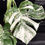Miniatura: MONSTERA ALBO VARIEGATA SUPER WHITE  XL A3