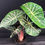 Miniatura: ALOCASIA PINK DRAGON LARGE