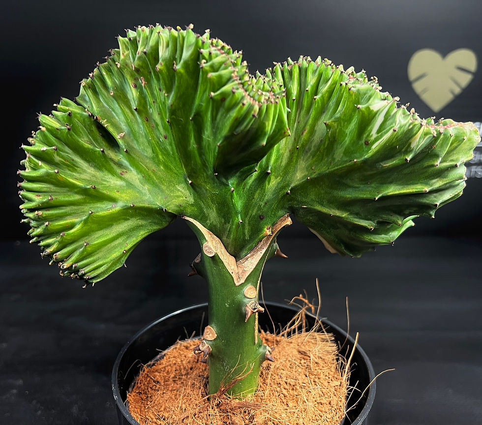 Miniatura: EUPHORBIA LACTEA CRISTATA GREEN LARGE
