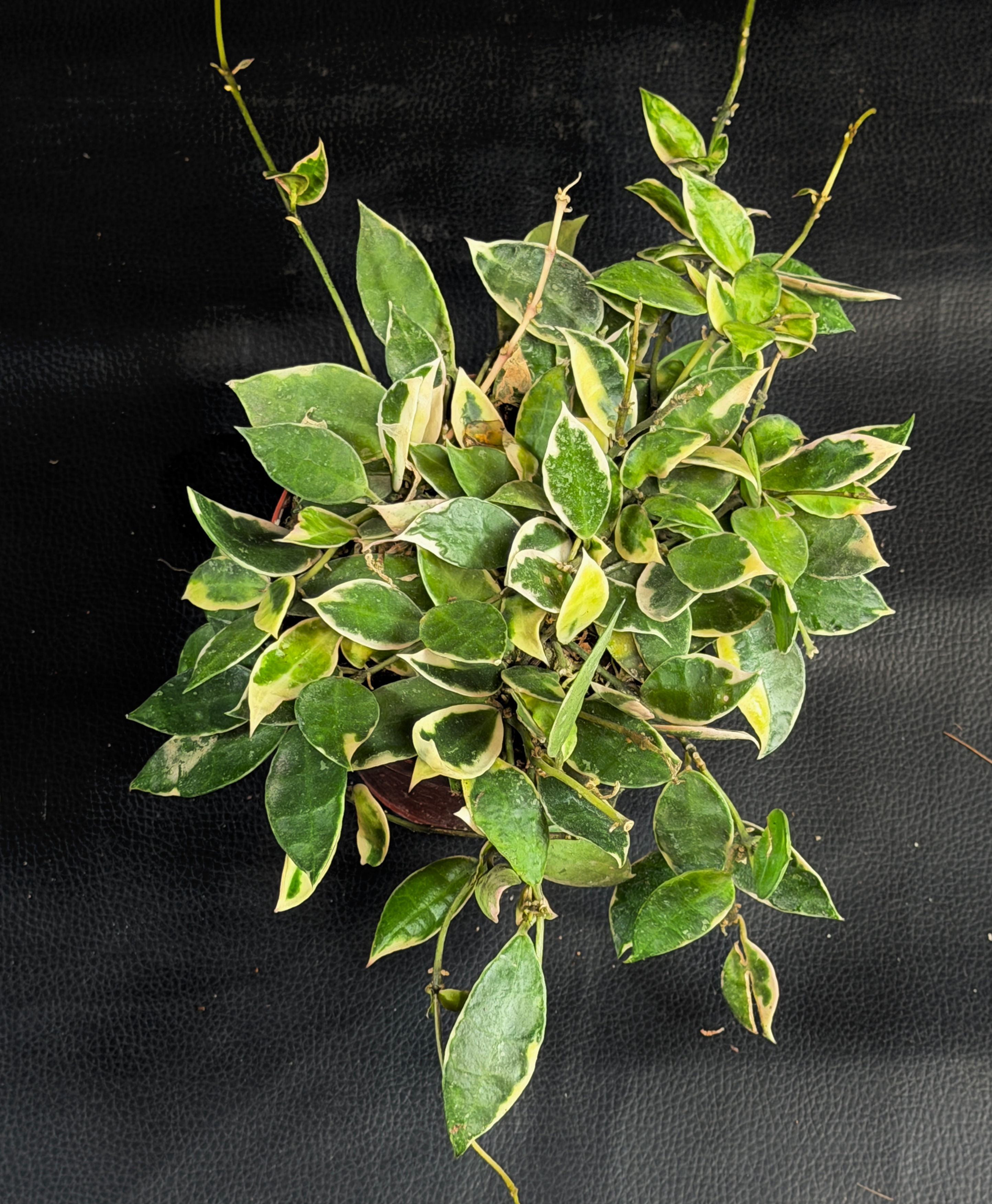 HOYA LACUNOSA ASAMI 8