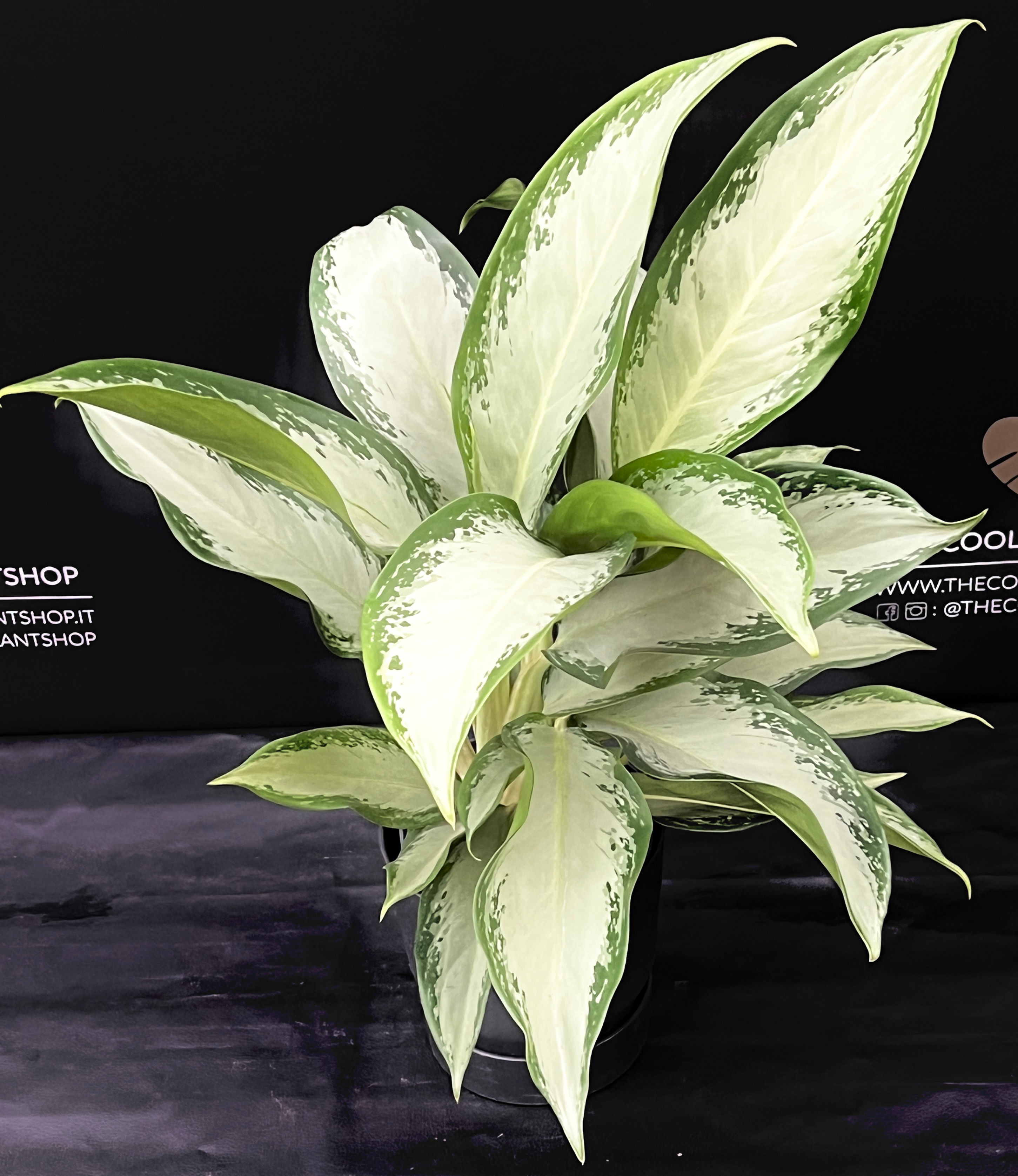AGLAONEMA CLEOPTRA XL
