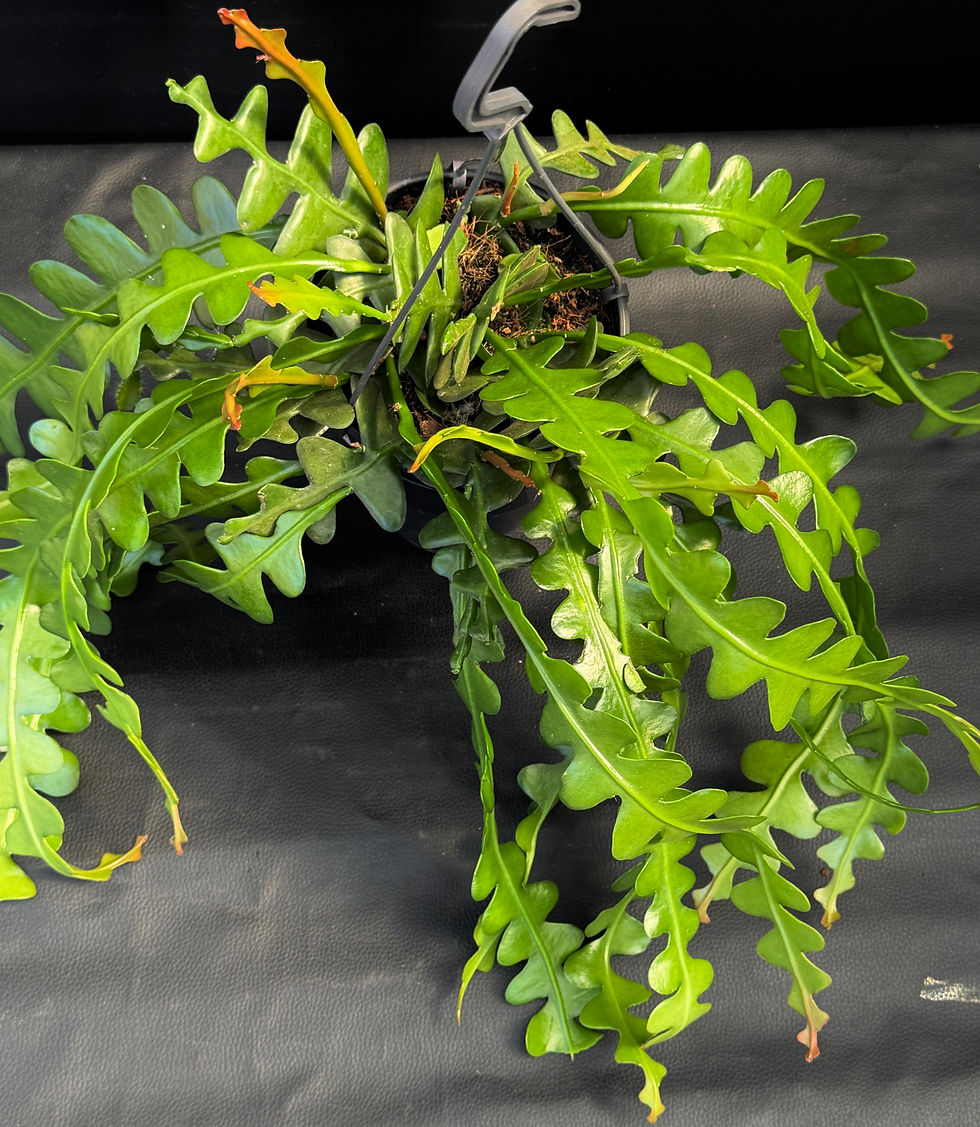 Miniatura: EPIPHYLLUM ANGULIGER XL BASKET