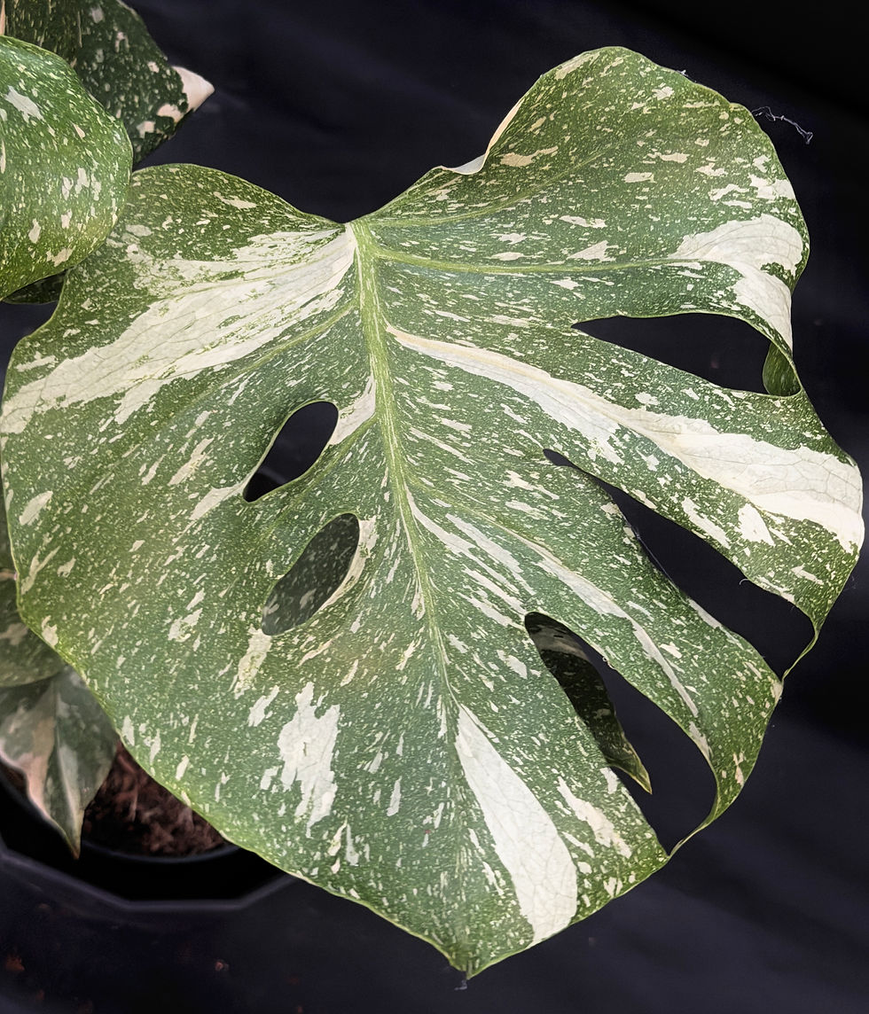 Miniatura: MONSTERA THAI CONSTELLATION 44