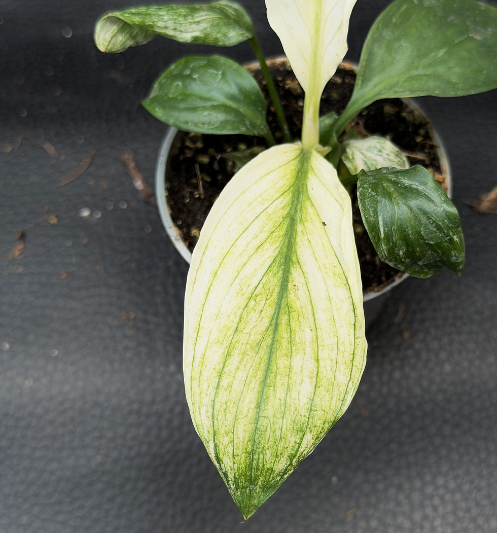 Miniatura: SPATHIPHYLLUM SENSATION VARIEGATED BABY