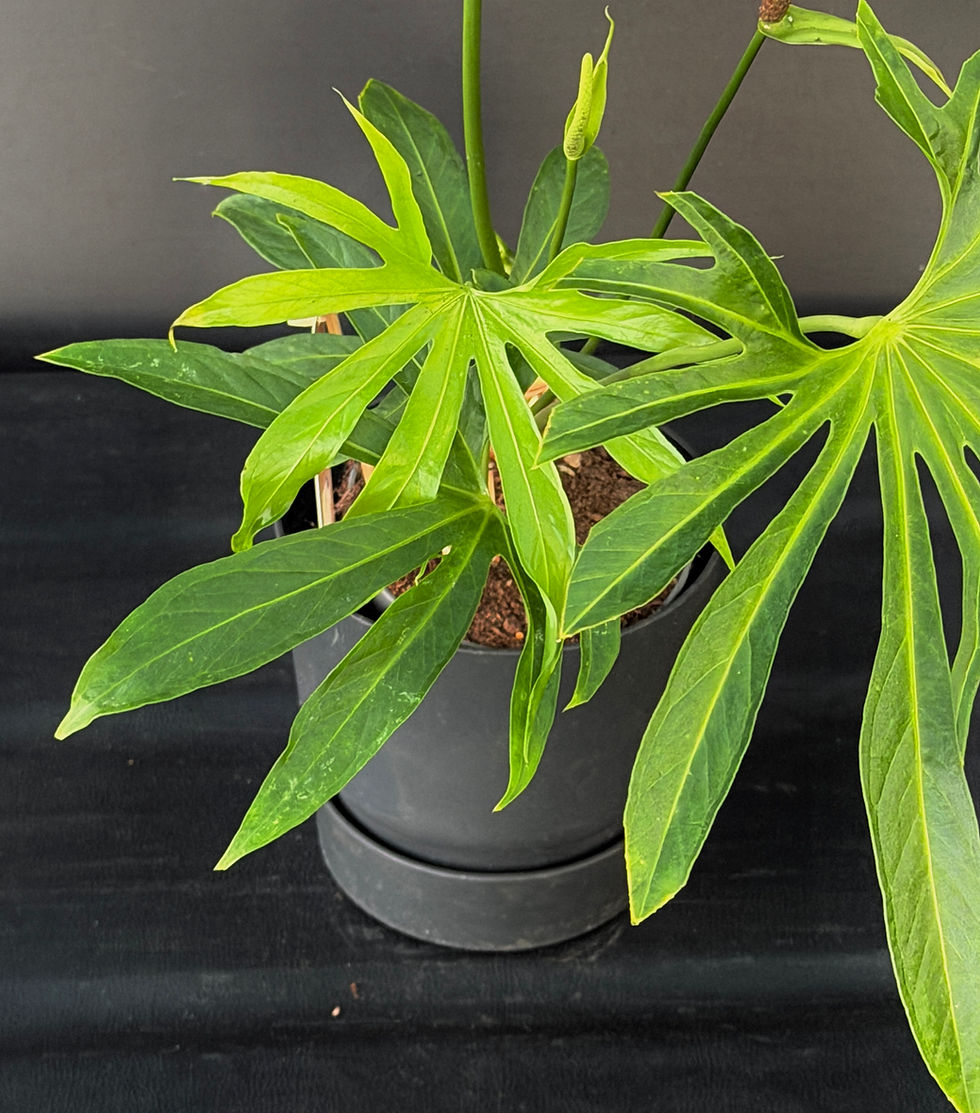 Miniatura: ANTHURIUM PEDATORADIATUM XL6