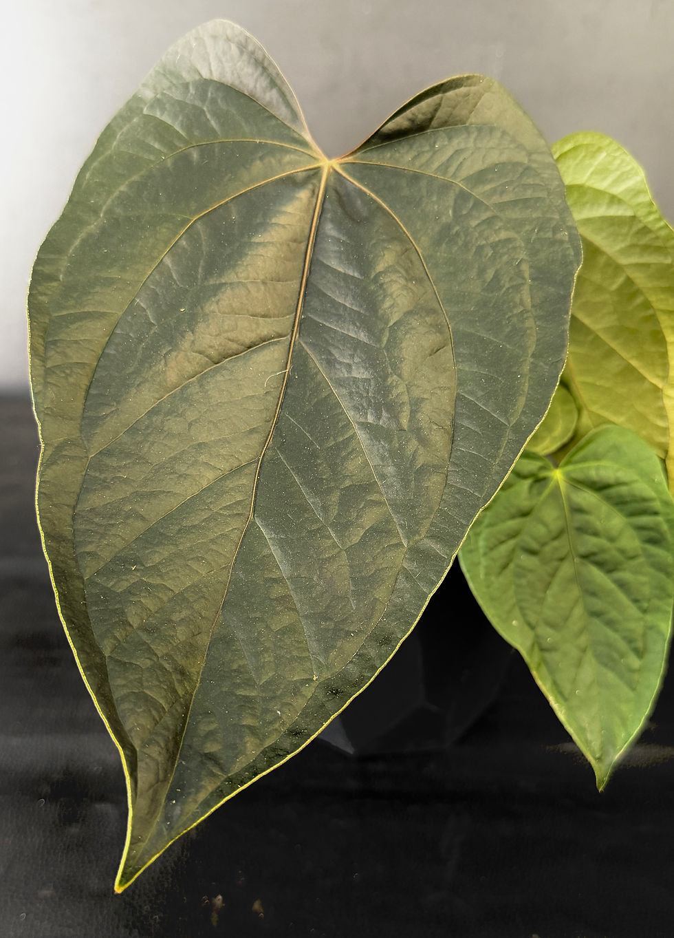 Miniatura: ANTHURIUM QUEEN OF HEARTS