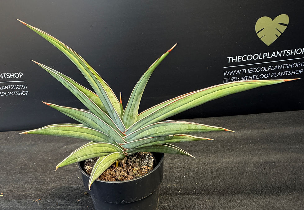 Miniatura: SANSEVERIA ALMOND JADE