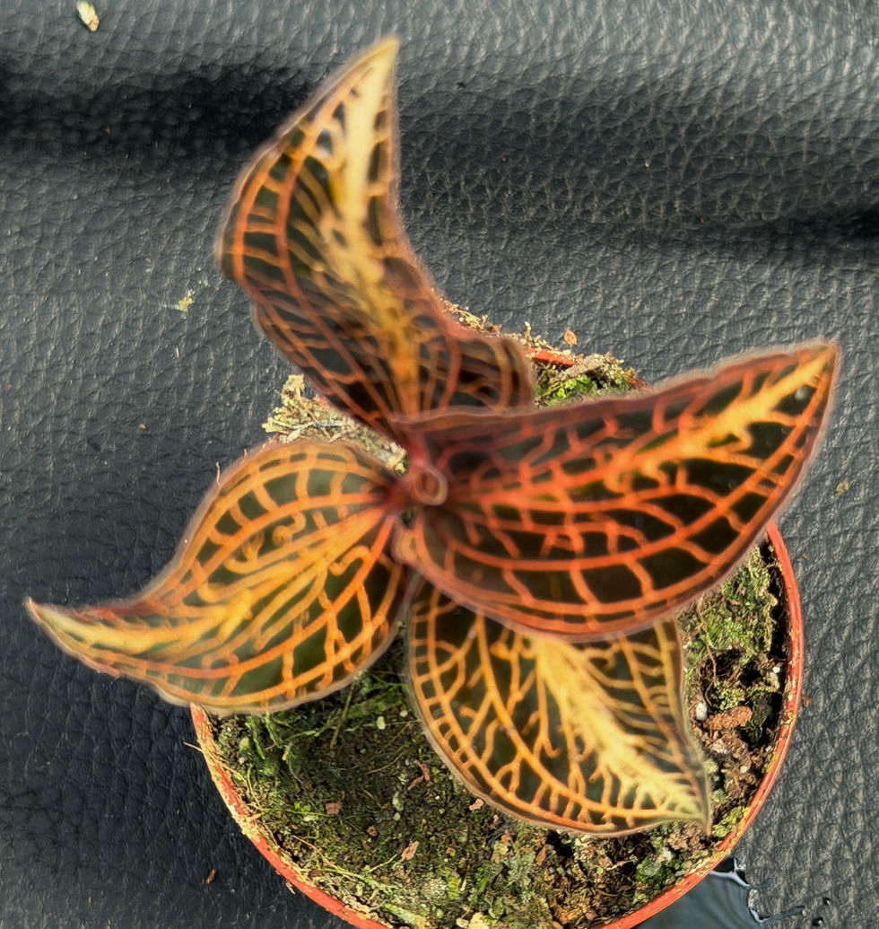 Thumbnail: ANOECTOCHILUS CHAPANENSIS BABY