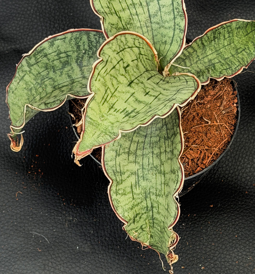 Miniatura: SANSEVERIA KIRKII SILVER BLUE