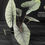 Miniatura: ALOCASIA PLATINUM LARGE