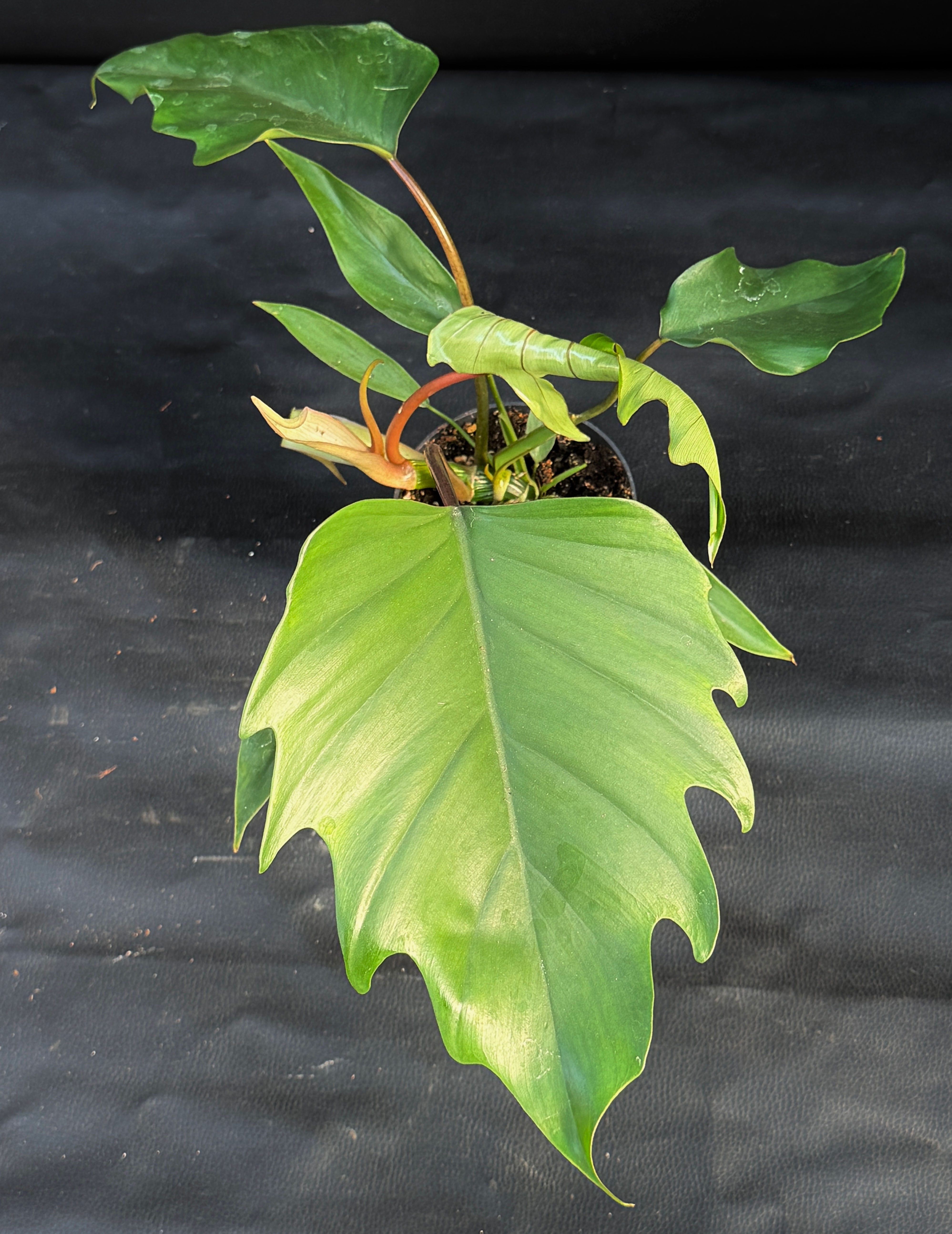 PHILODENDRON MAYOII
