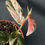 Miniatura: FICUS SAGITTATA VARIEGATA PINK SMALL 3