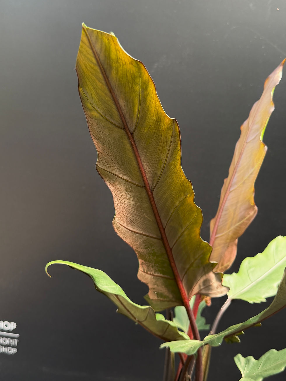 Miniatura: ALOCASIA LAUTERBACHIANA GIANT