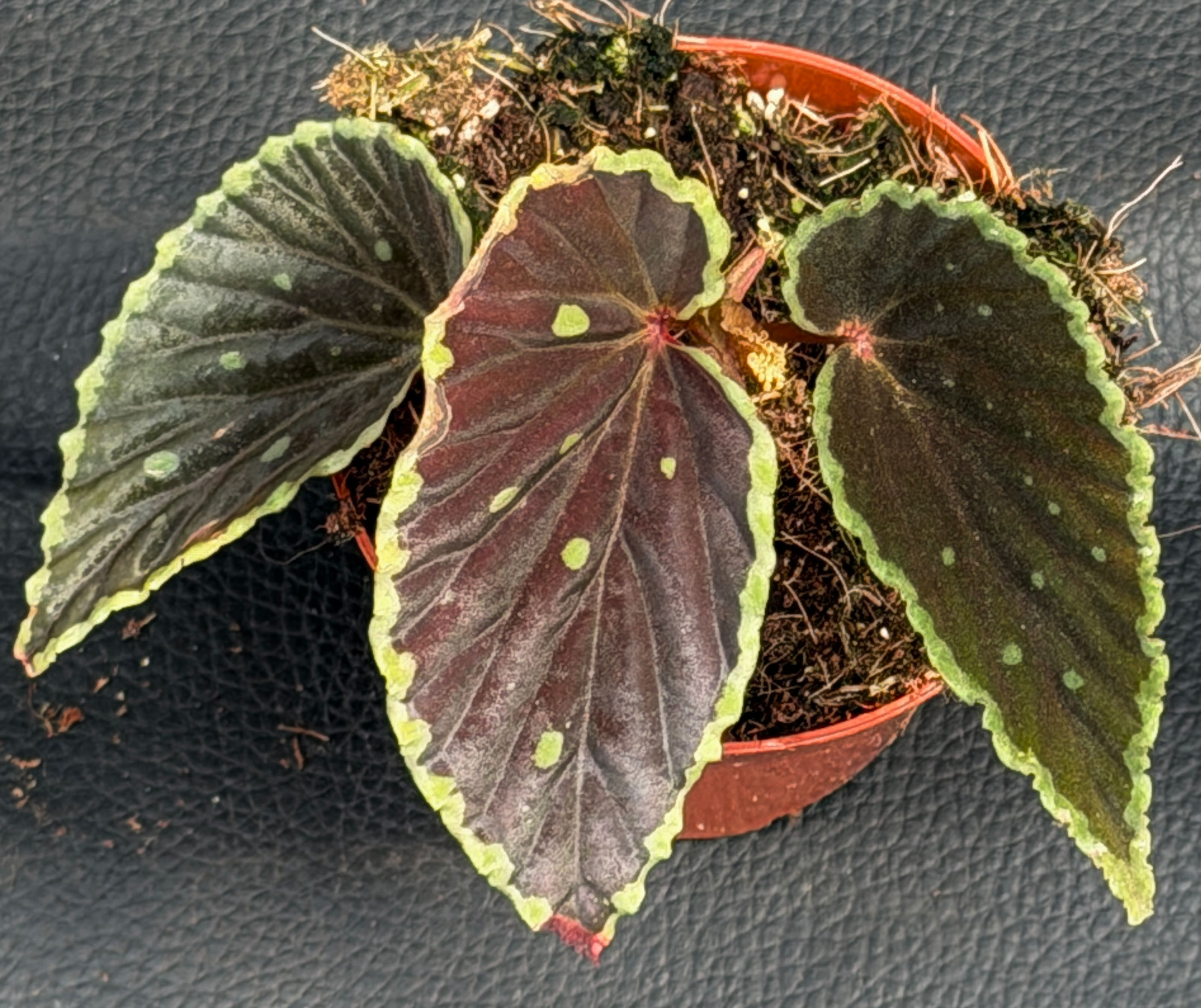 BEGONIA DARTHVADERIANA GREEN SPOT X