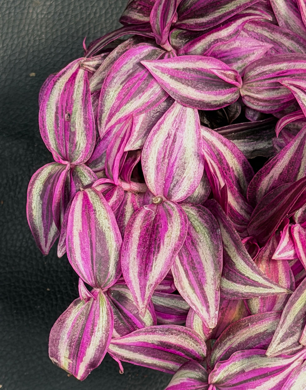 Miniatura: TRADESCANTIA PINK PARADISE