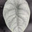 Miniatura: ALOCASIA MELO BABY