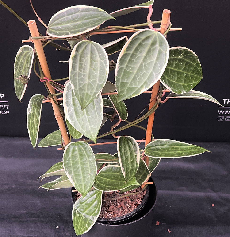 Miniature : HOYA MACROPHYLLA VARIEGATA XL