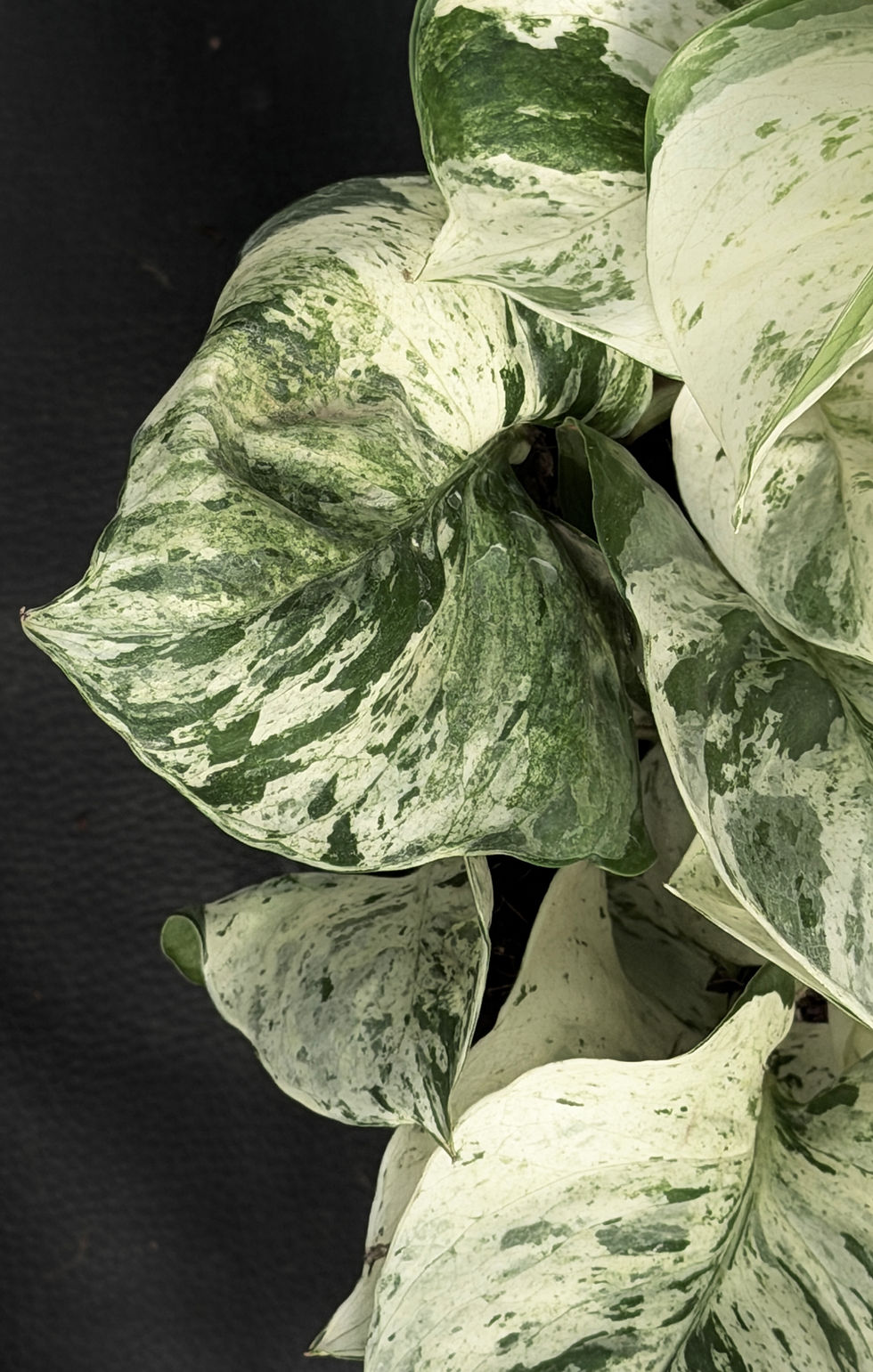 Miniatura: EPIPREMNUM HAPPY LEAF