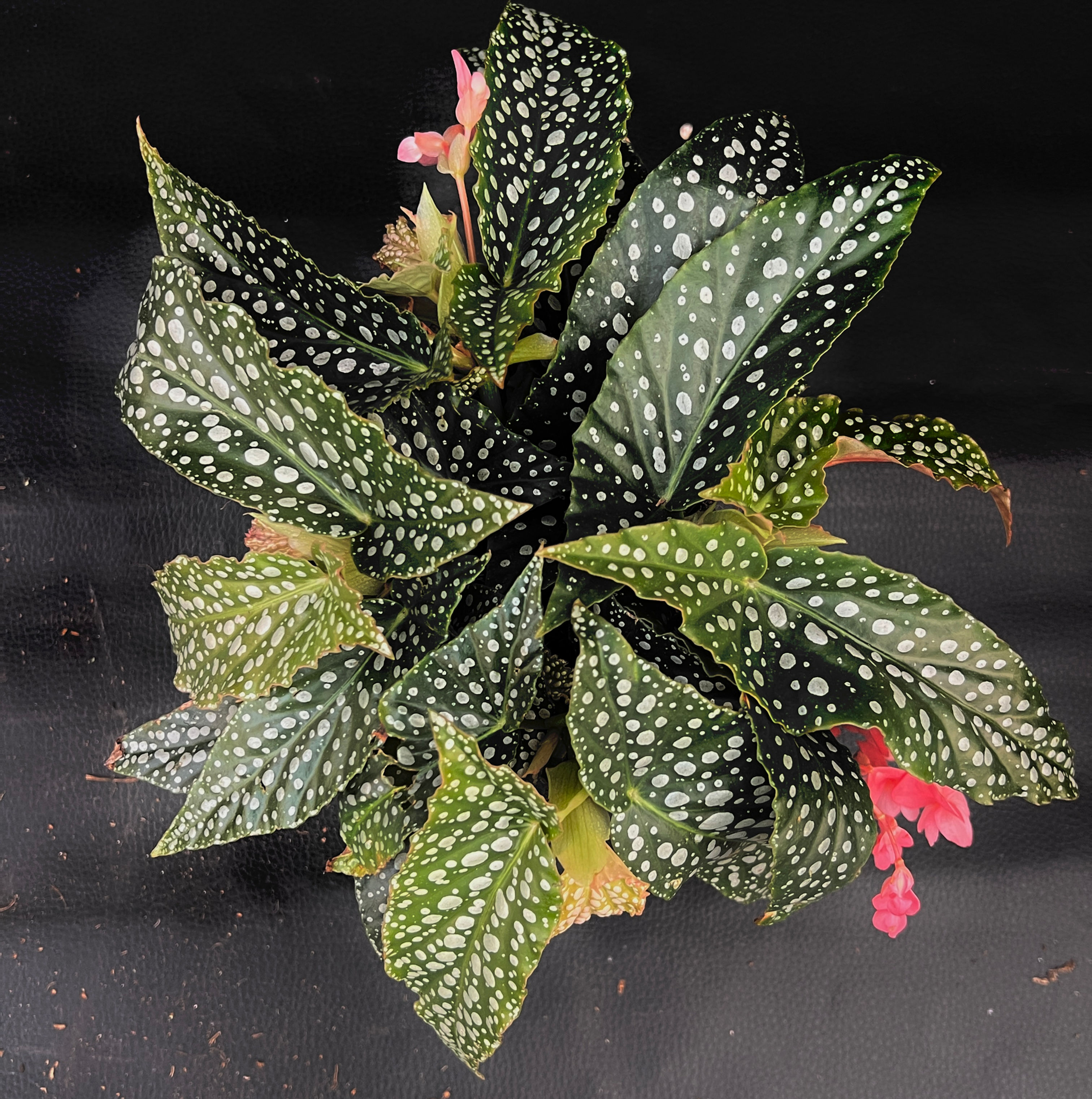 BEGONIA CANE DOUBLE DOT