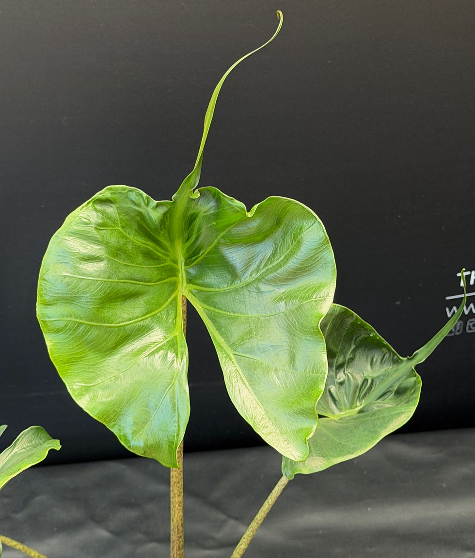 Miniatura: ALOCASIA STINGRAY LARGE