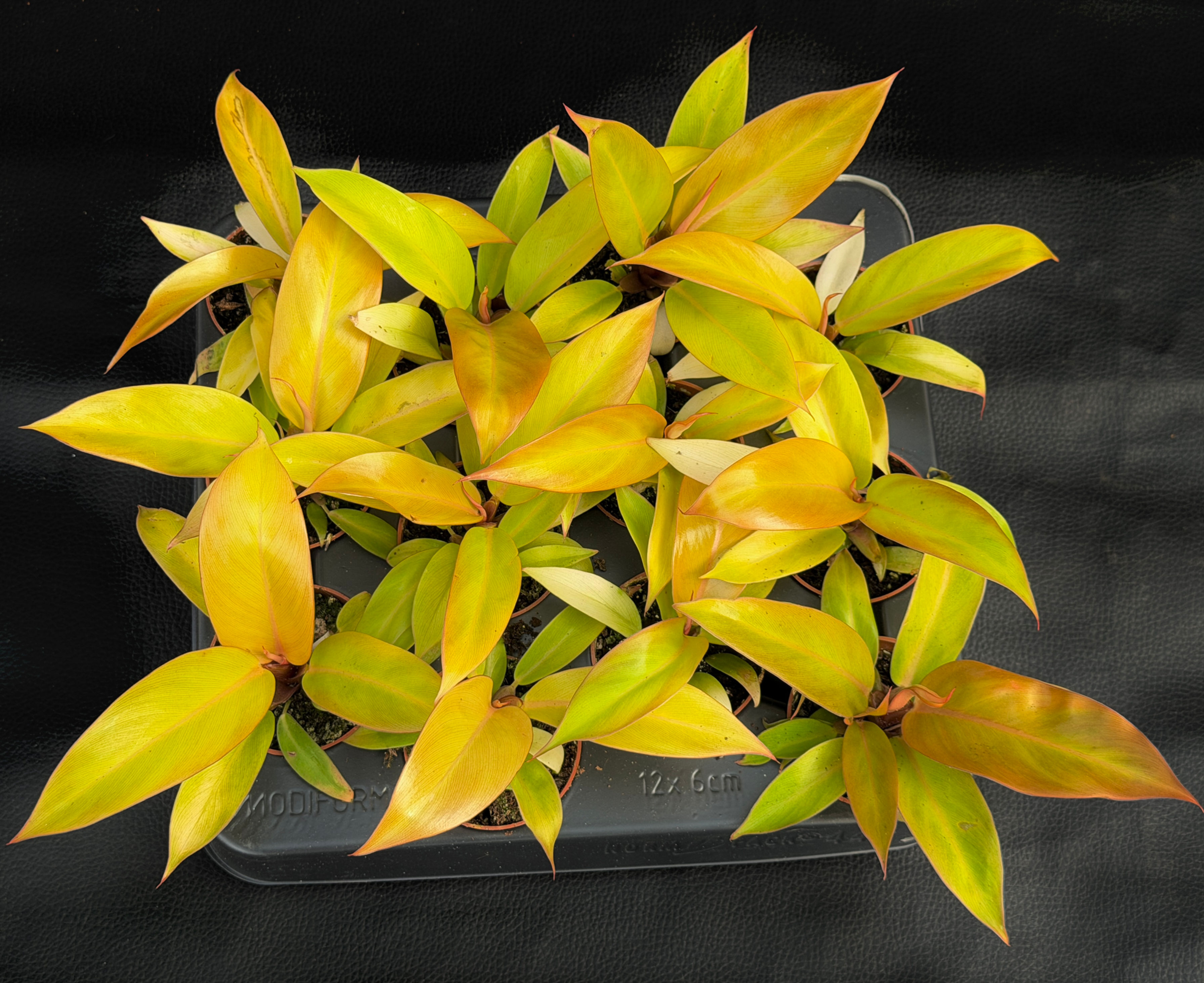 PHILODENDRON PRINCE OF ORANGE BABY
