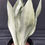 Miniatura: SANSEVERIA MOONSHINE