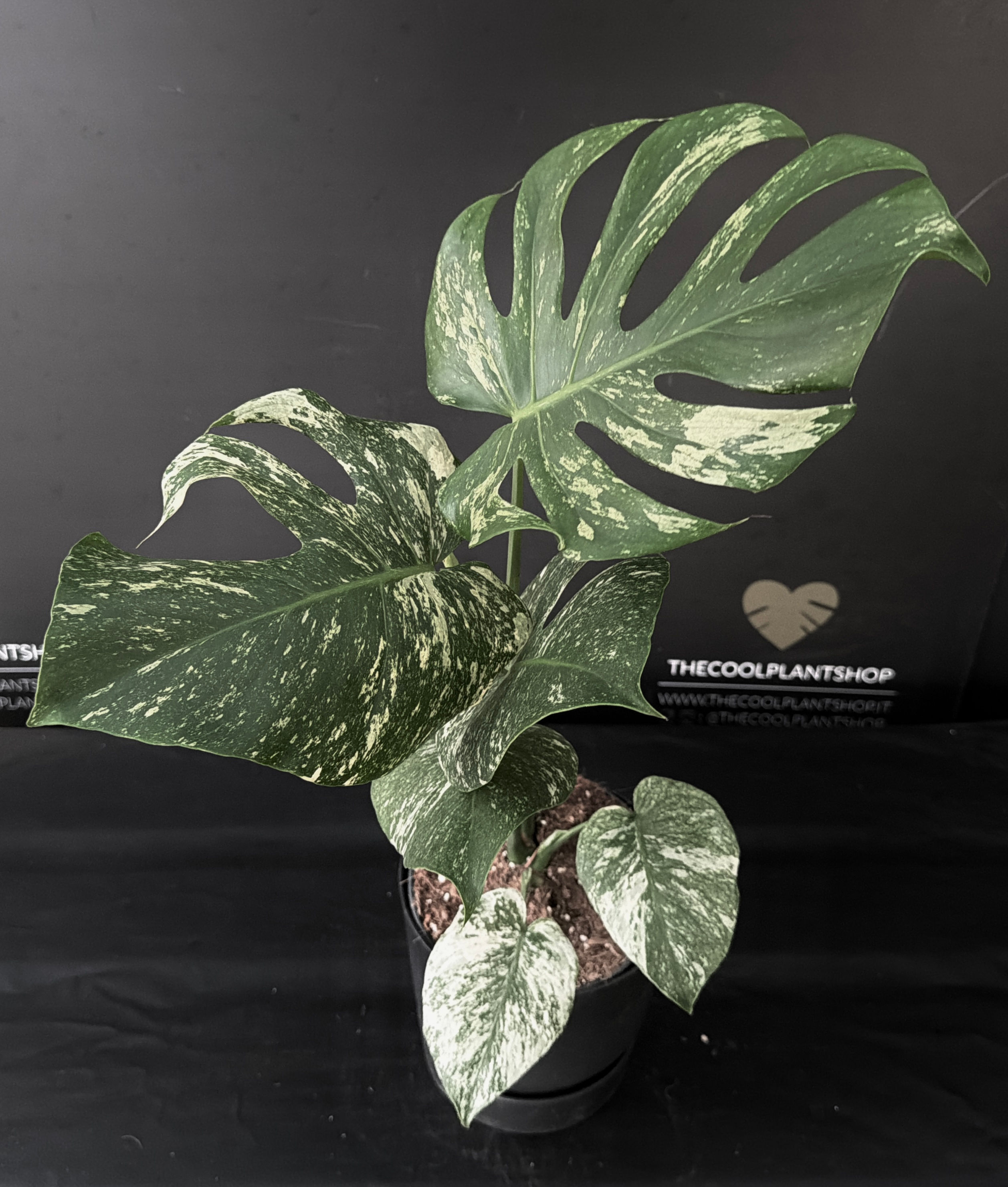 MONSTERA MINT XL5