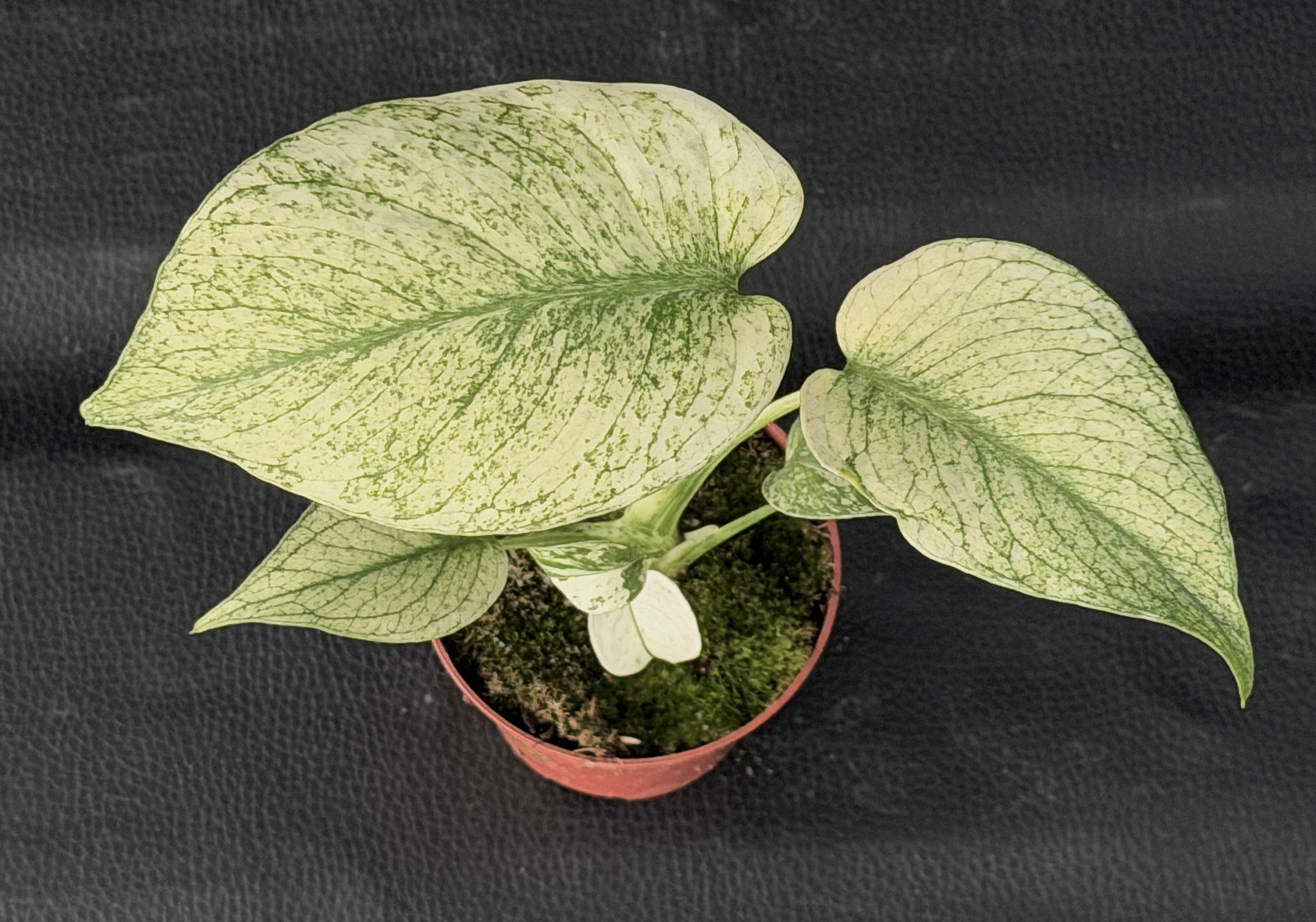 MONSTERA MINT SMALL 6