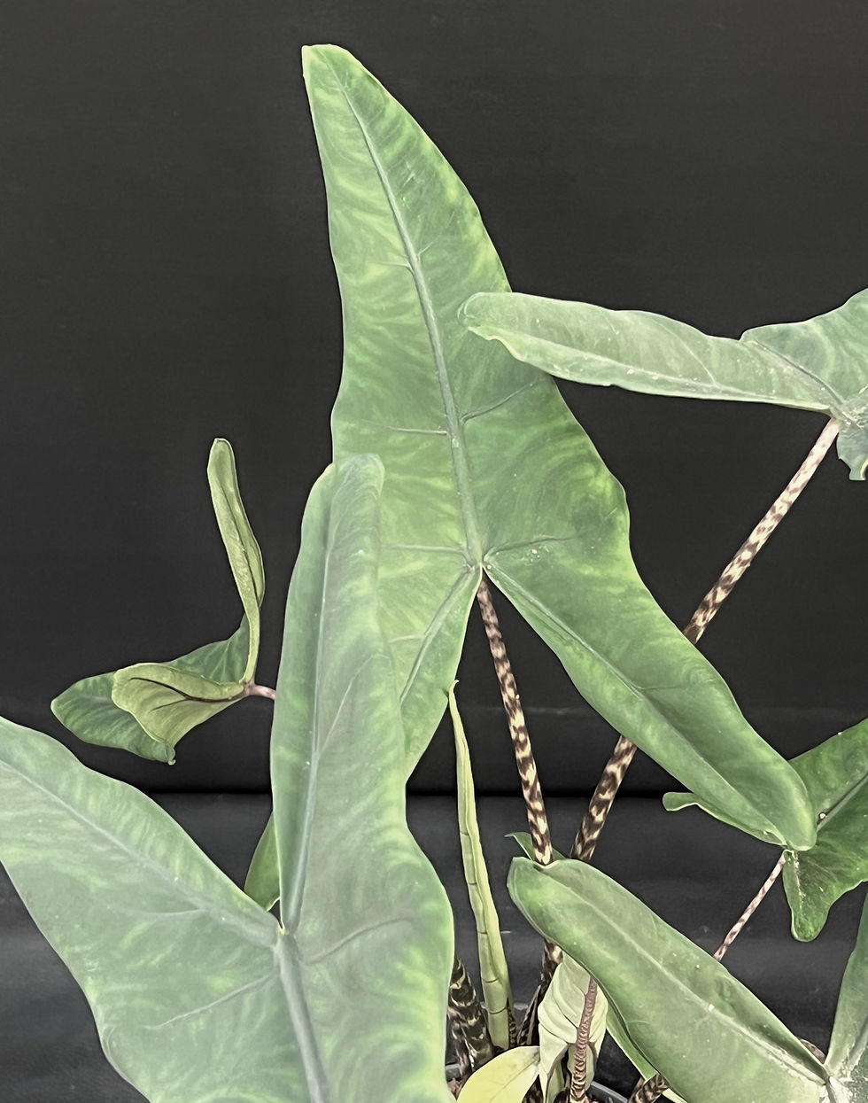 Miniatura: ALOCASIA TIGRINA SUPERBA XL