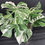 Miniatura: MONSTERA ALBO VARIEGATA SUPER WHITE GIANT F4