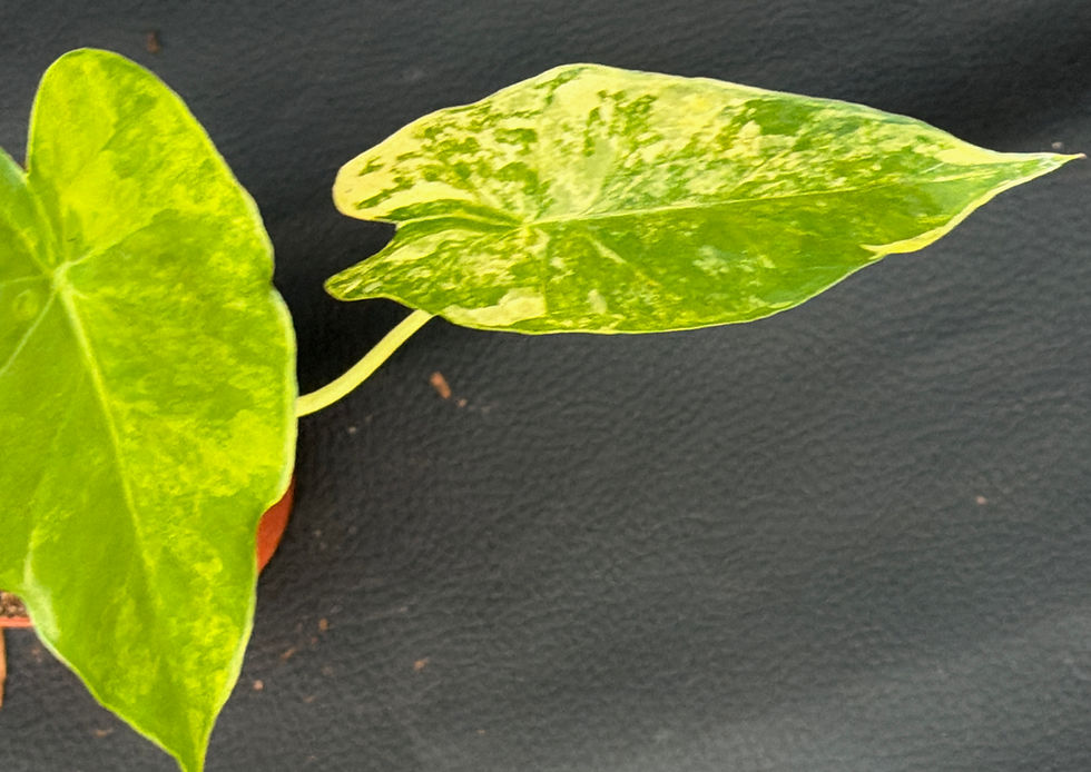 Miniaturbild: ALOCASIA GAGEANA AUREA SMALL C2