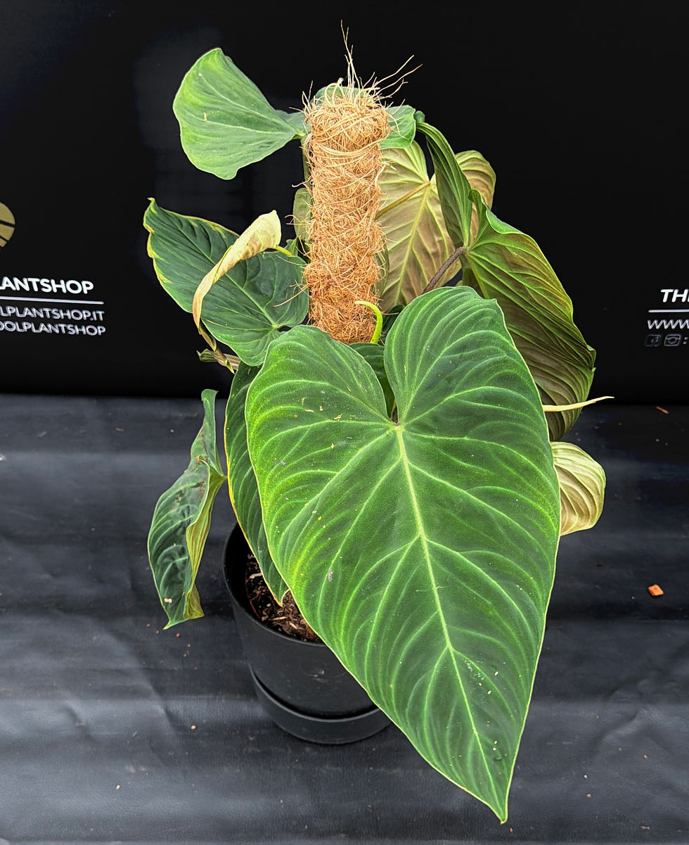 Miniatura: PHILODENDRON SPLENDID XL2