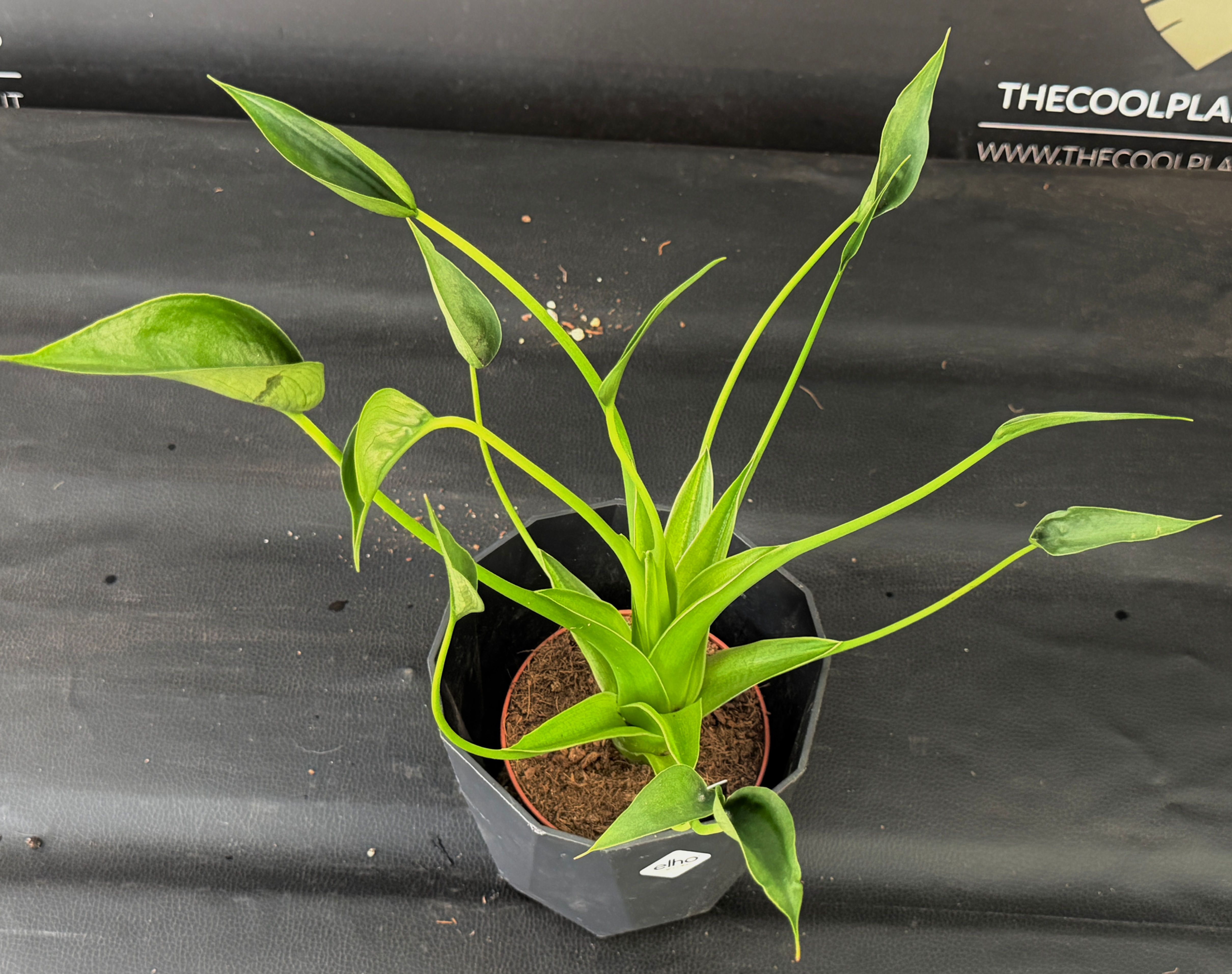 ALOCASIA TINY DANCERS