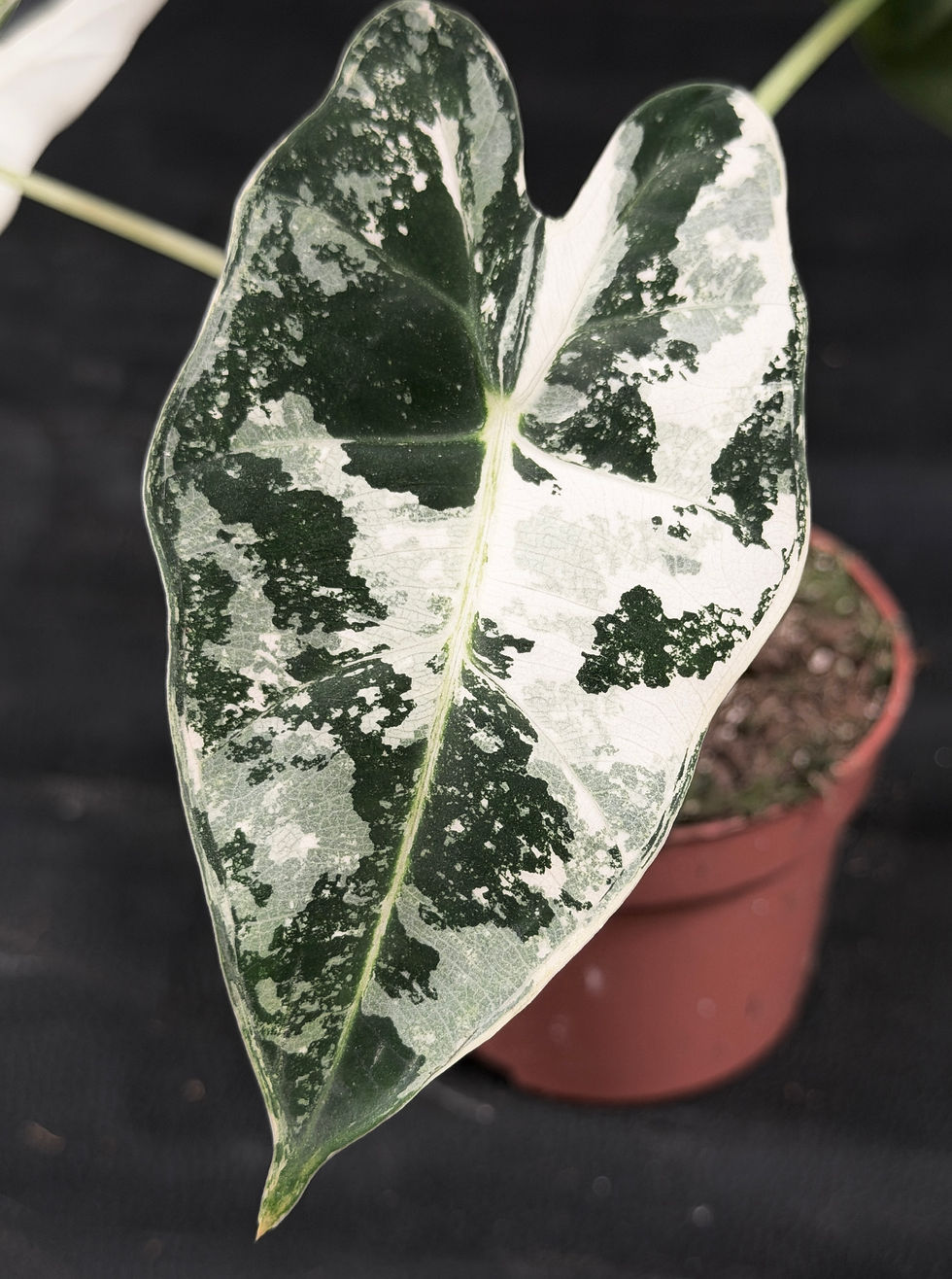 Miniatura: ALOCASIA FRYDEK VARIEGATED V3