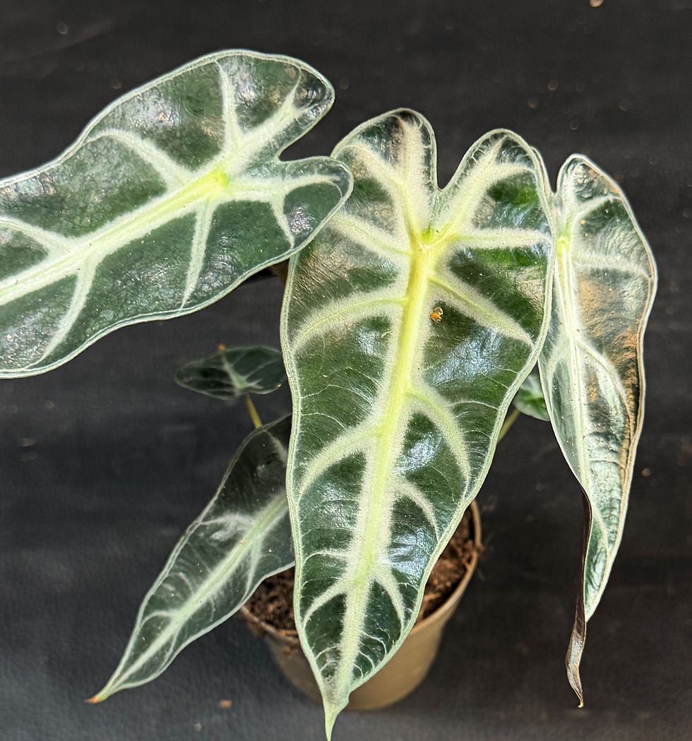 Miniatura: ALOCASIA BAMBINO SMALL